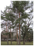borovice lesní