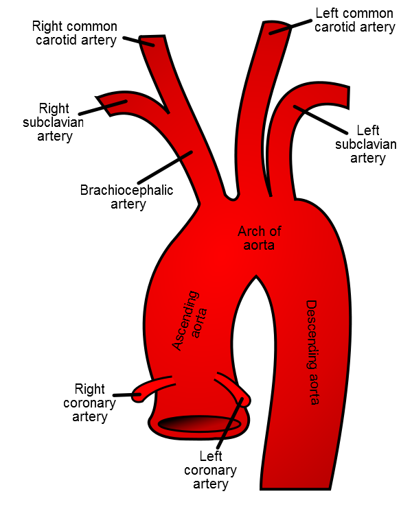 aorta