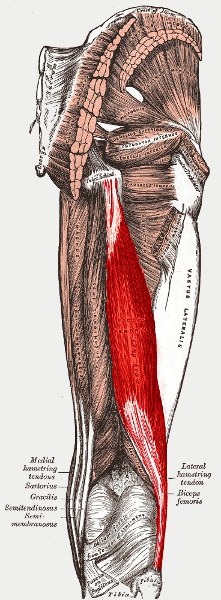 dvojhlavý sval stehenní