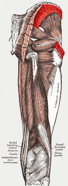 střední sval hýžďový