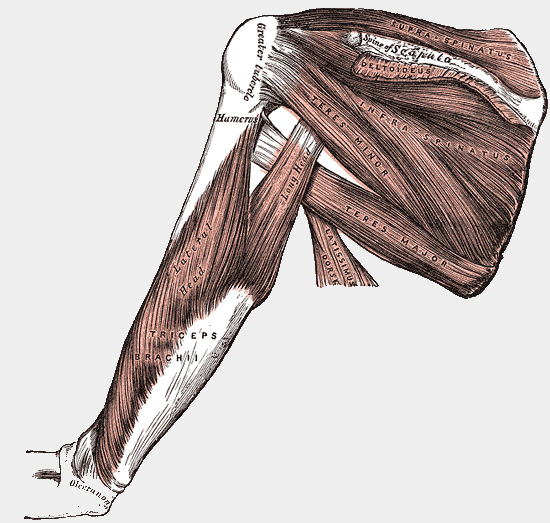 trojhlavý sval pažní