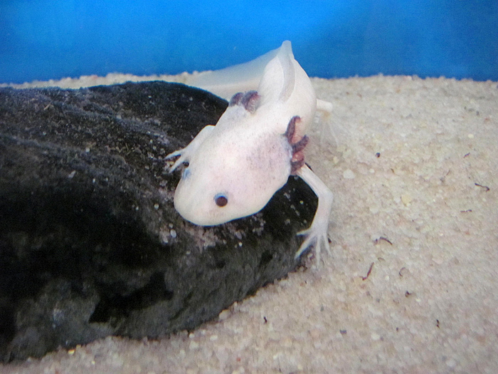 axolotl mexický